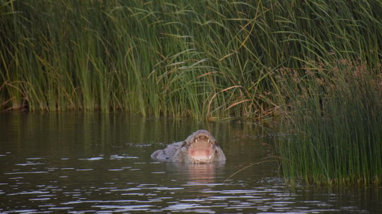 a crocodile in the water