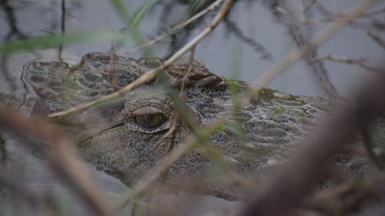 close up of a crocodile 