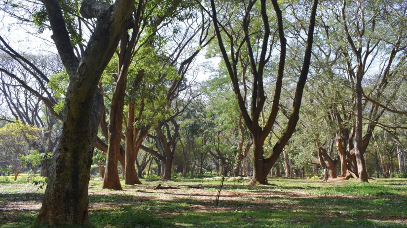 A serene view of a forest with dense trees and sunlight filtering through the leaves