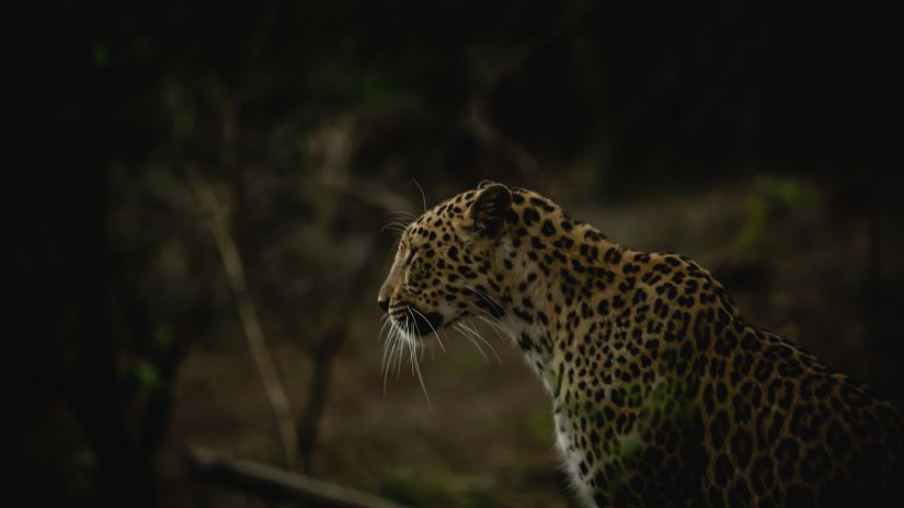 indian leopard in Netravali Wildlife Sanctuary