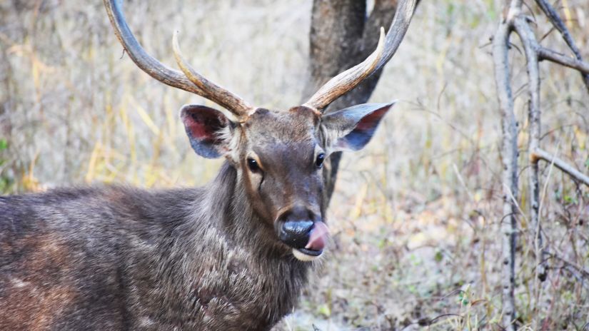 a sambar deer standing near a tree