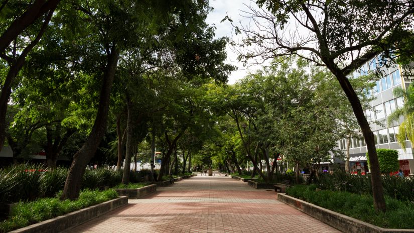 an image of a park with green trees on each side and a pathway to walk in between1