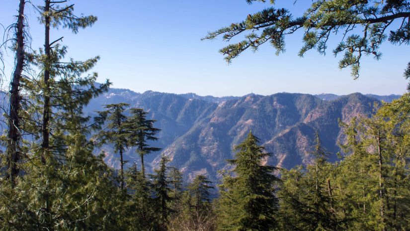 Suryavilas Luxury resort and Spa - Pine Forests in Shimla