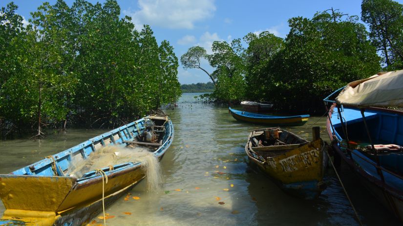 two small boats parked on the shore of the Mangrove forest, Havelock