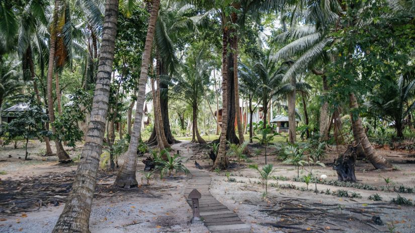 coconut trees on a beach