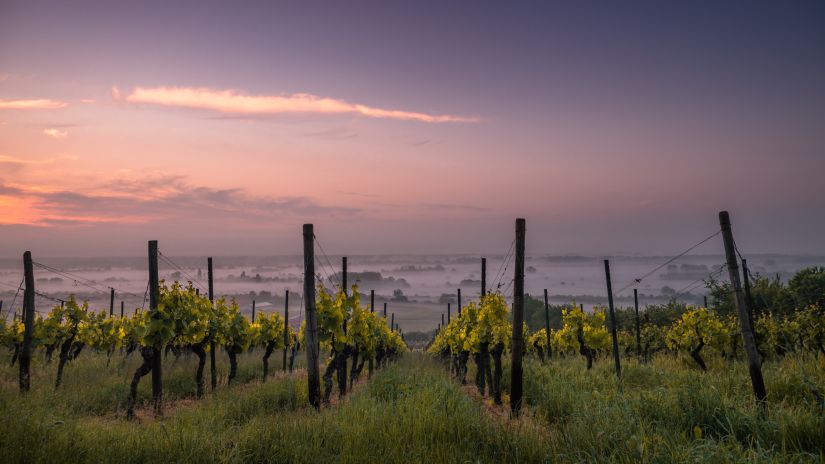 vineyard at sunset