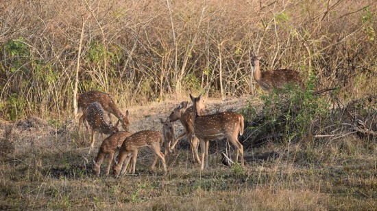 Spotted deer grazing in a dry jungle