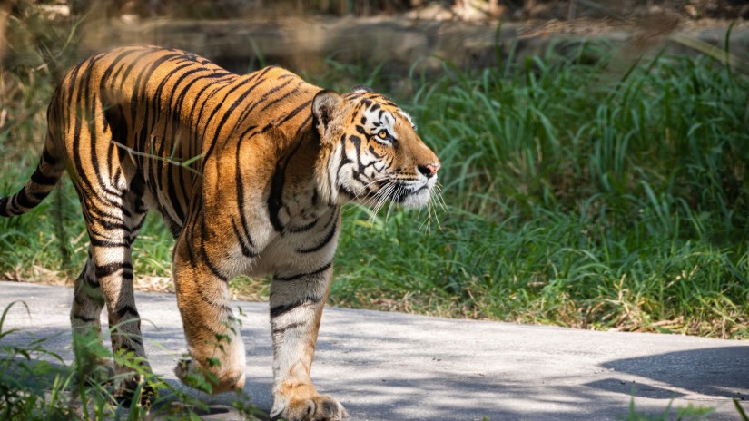 Tourist Spots in Lansdowne - Kalagarh Tiger Reserve