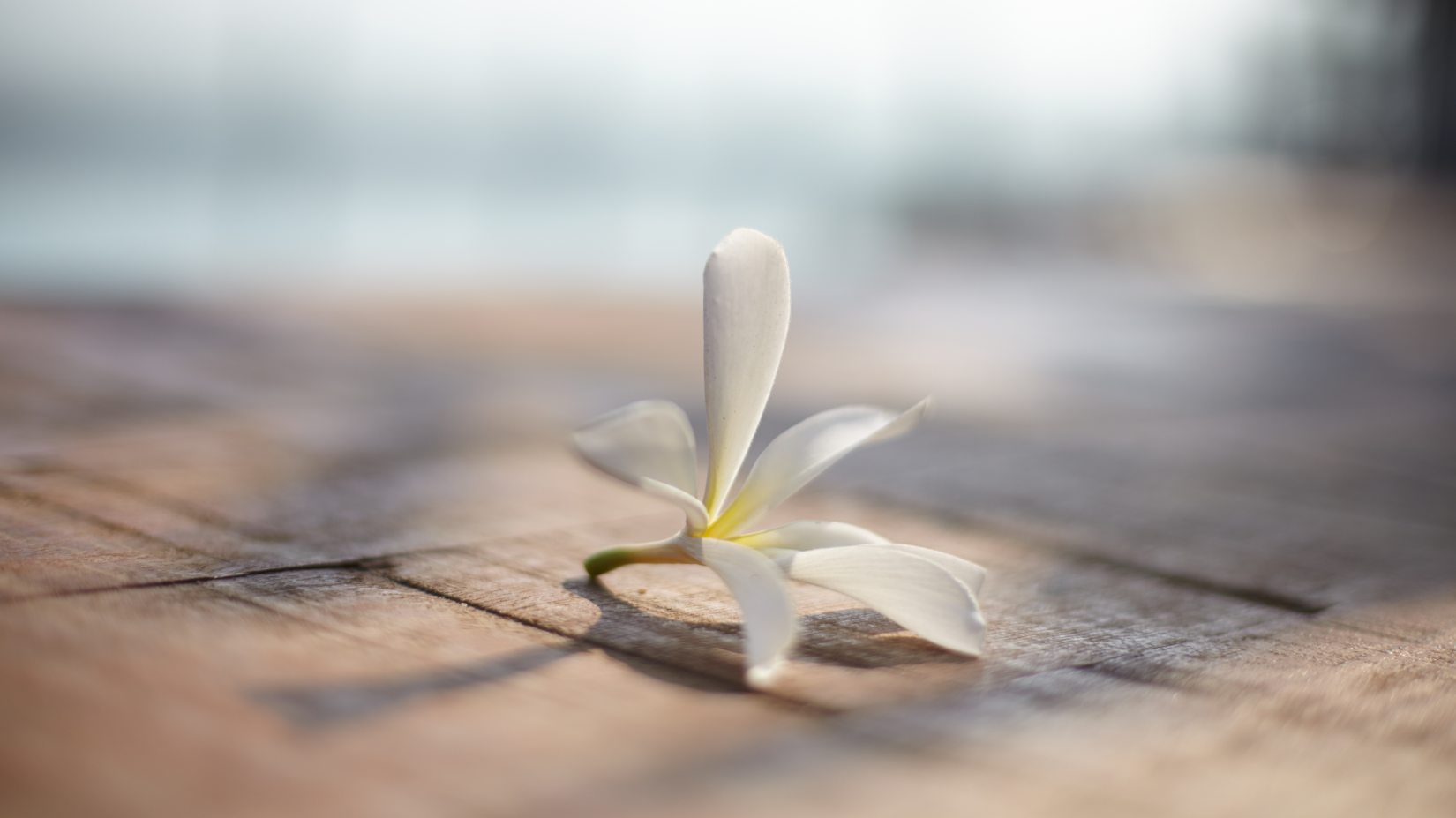 White flower on a wooden table 