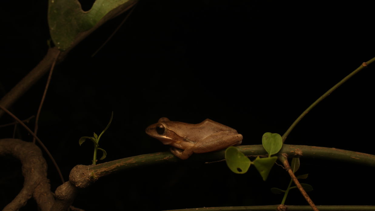 A Brown Common Tree Frog