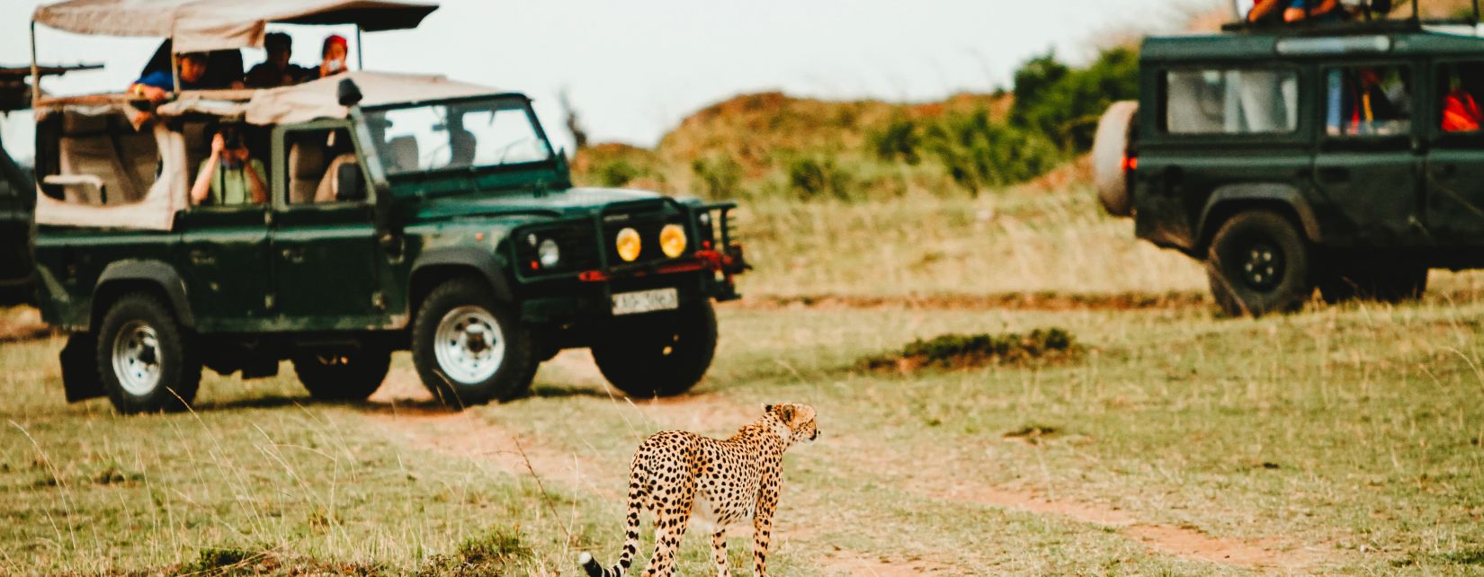 leopard spotted on jeep safari