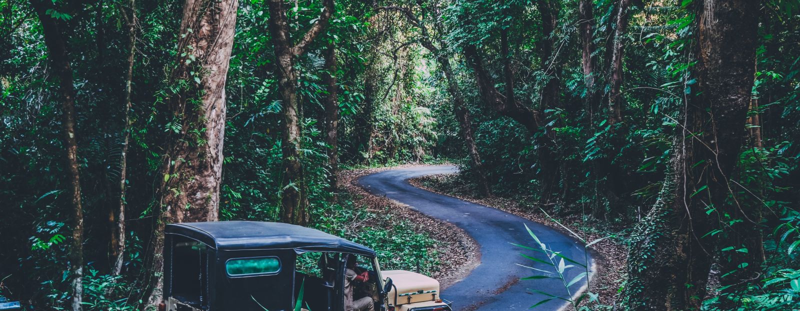 an SUV on a jungle safari