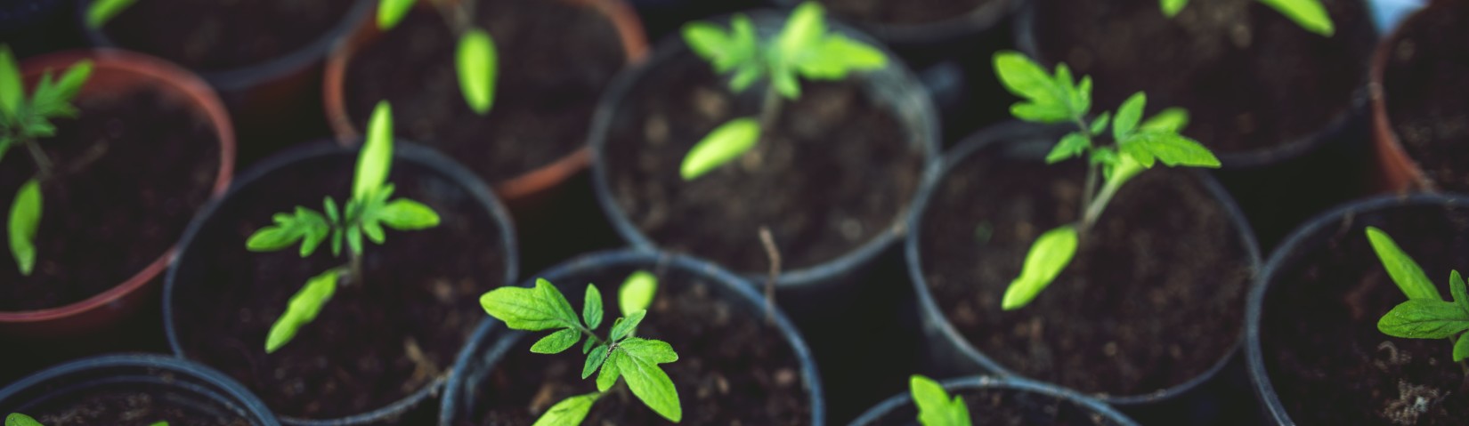 small potted plants