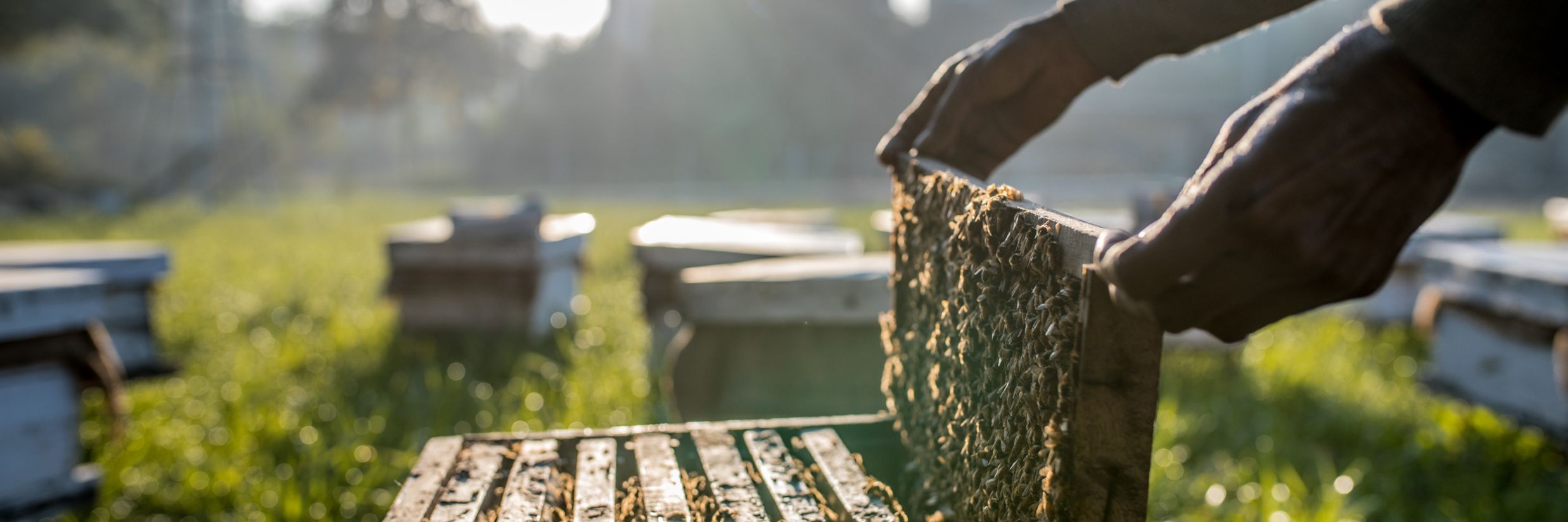 a beekeeper checking a hive body 13