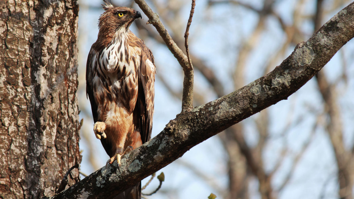 Tranquil Resort, Wayanad Wayanad Crested Serpent Hawk birdwatching Tranquil Resort Wayanad