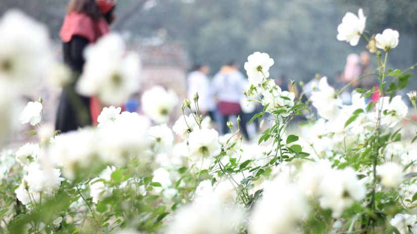 Suryavilas Luxury Resort and Spa - white flowers with a person walking in the backdrop