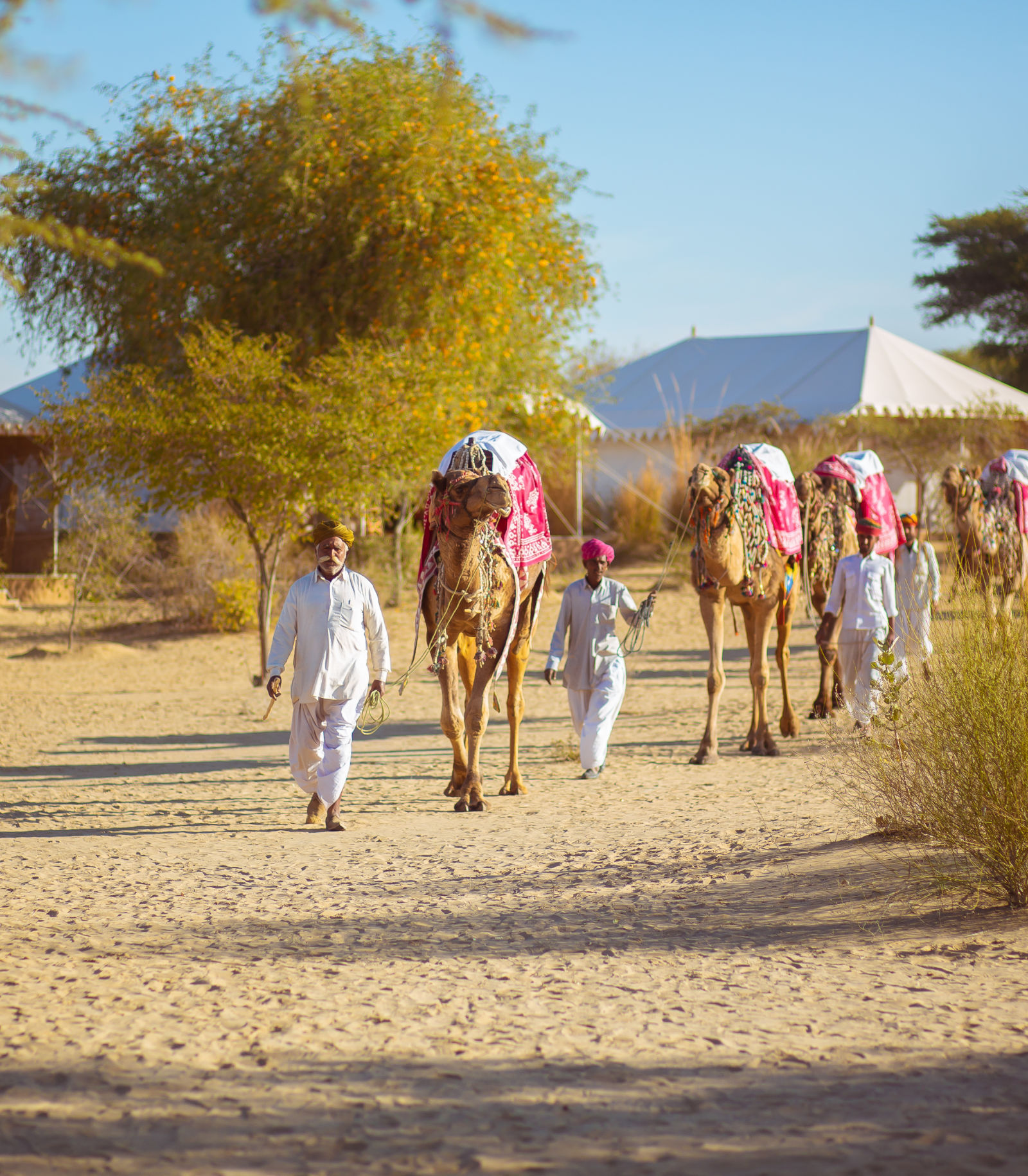 Locals walking their camels through the desert