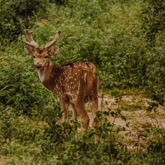 Malsi Deer Park, Hotel Pacific Dehradun