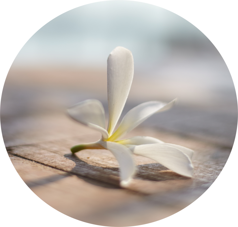 White flower on a wooden table 