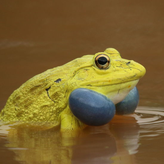 image of a yellow frog