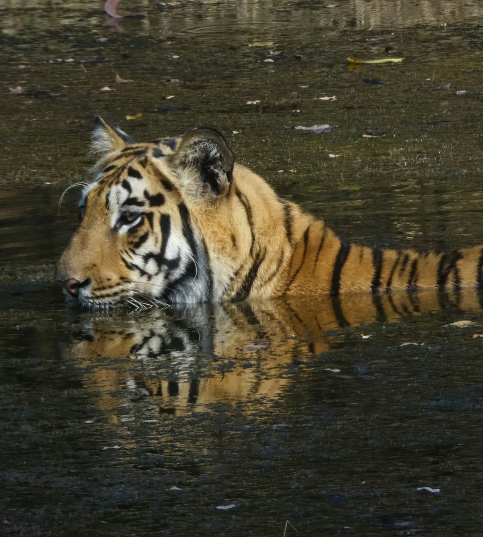 a close up shot of a tiger swimming in a waterbody inside Tadoba National Park