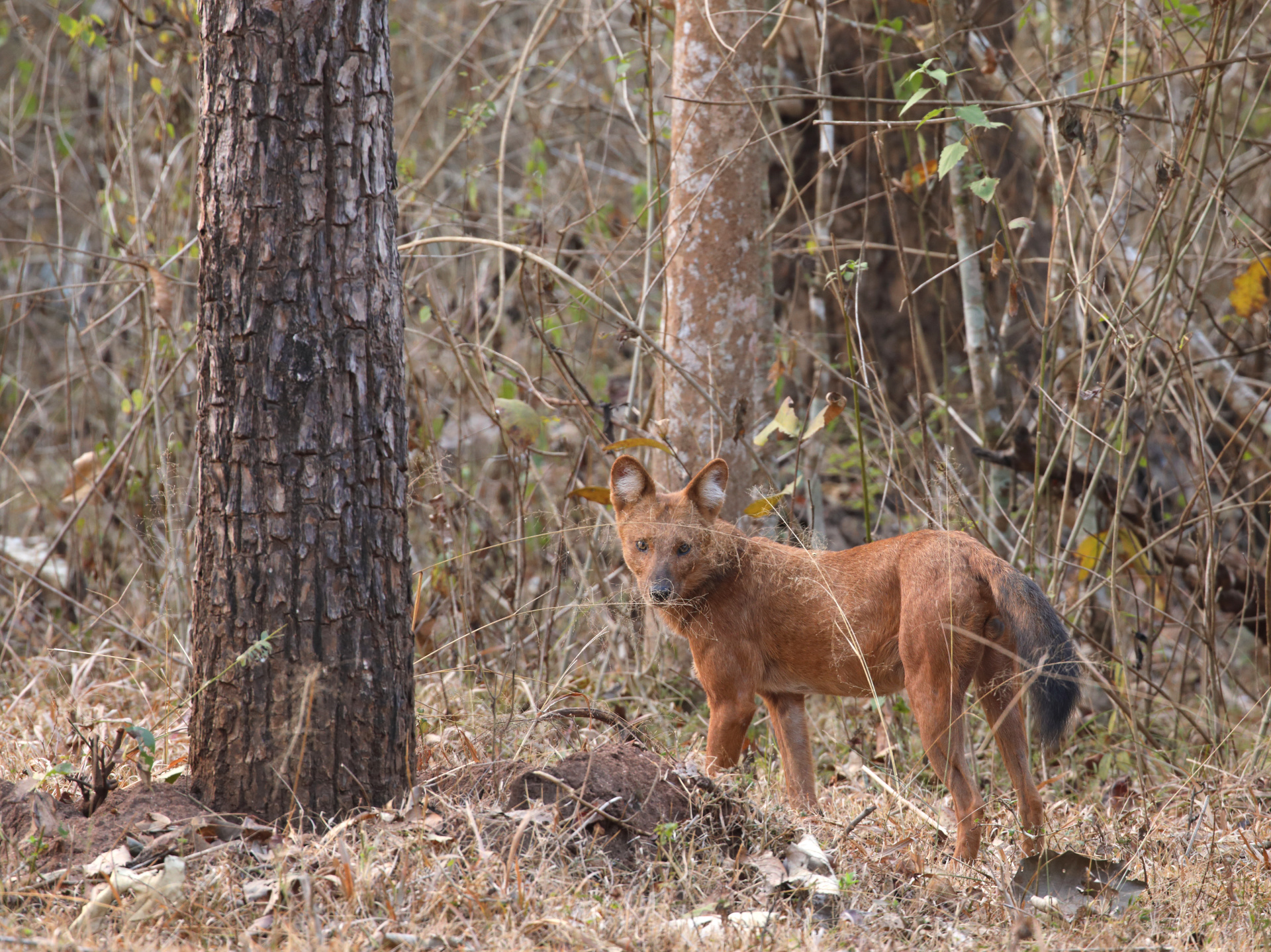 Kabini Deccan Discovery awiiwq