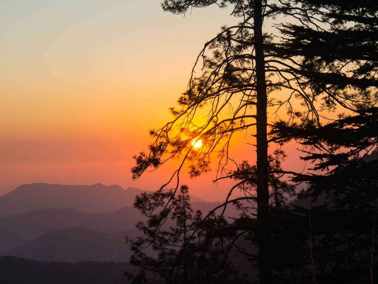 silhouette of tree during sunset