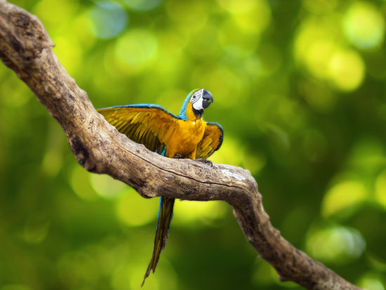 bird park esselworld,  a picture of blue and yellow macaw