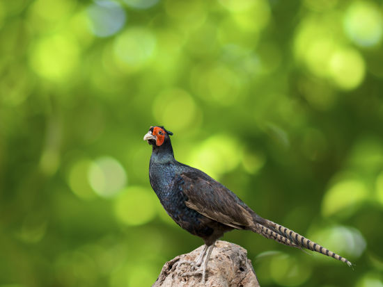 bird park esselworld picture of cape glossy starling