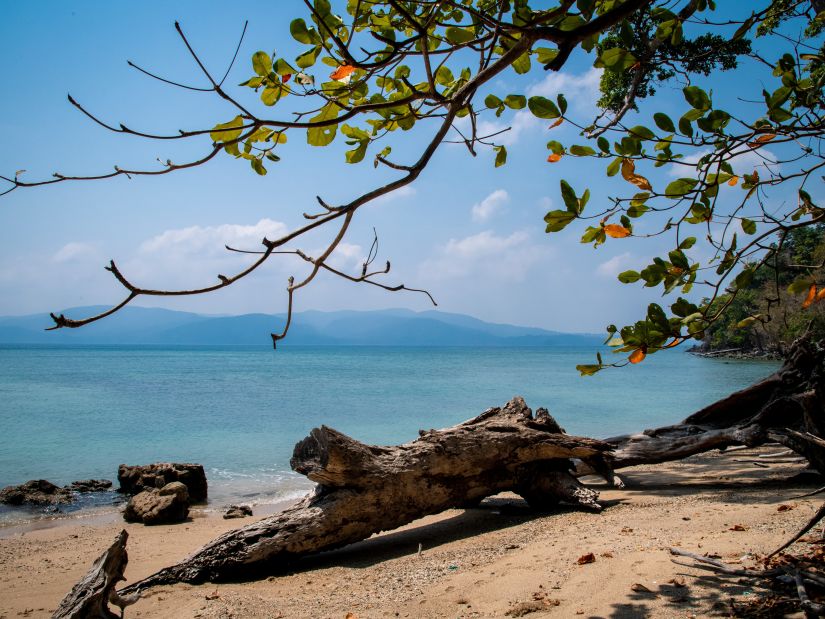 trees on a beach