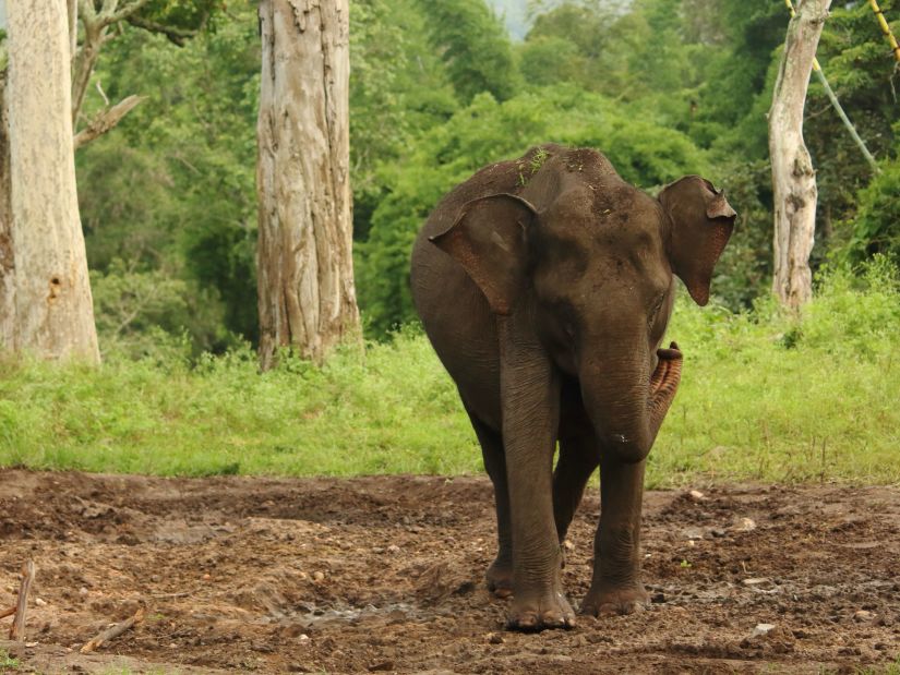 An elephant walking in a forest @ Lamrin Boutique Cottages, Rishikesh