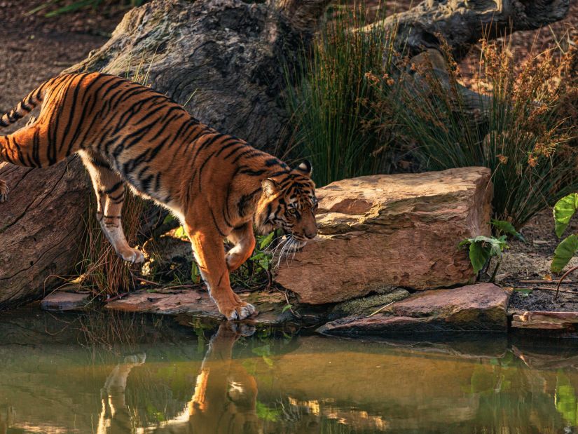 A tiger near a water stream