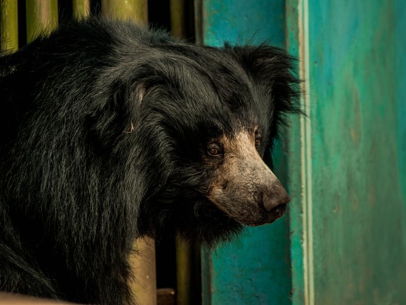 Close up of a black sloth bear