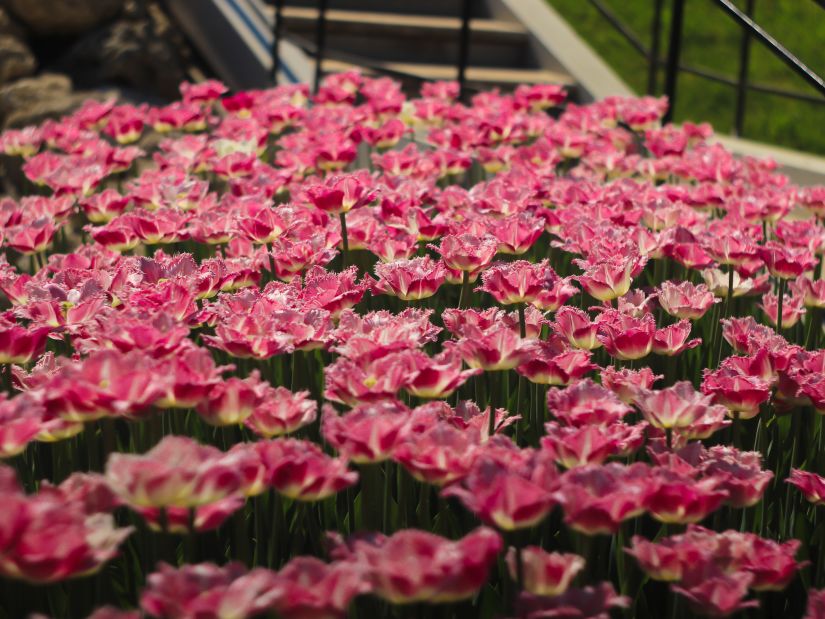 Pink flowers in full bloom