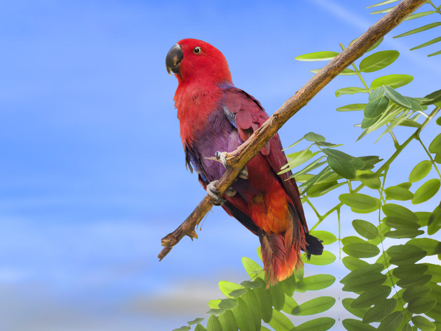 bird park esselworld picture of chattering lory