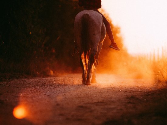 a horse walking through a dusty road at sunset