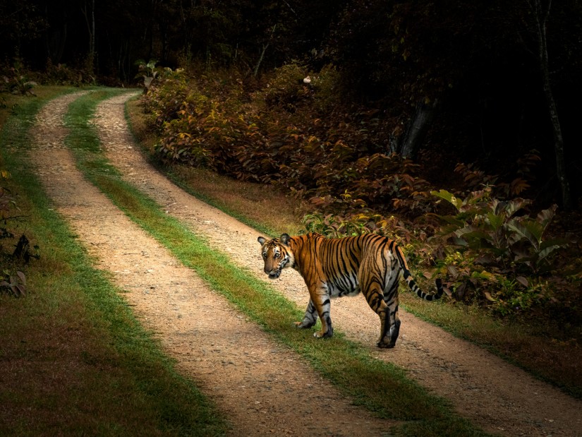 Tiger walking on a dirt path in a forest, looking back.