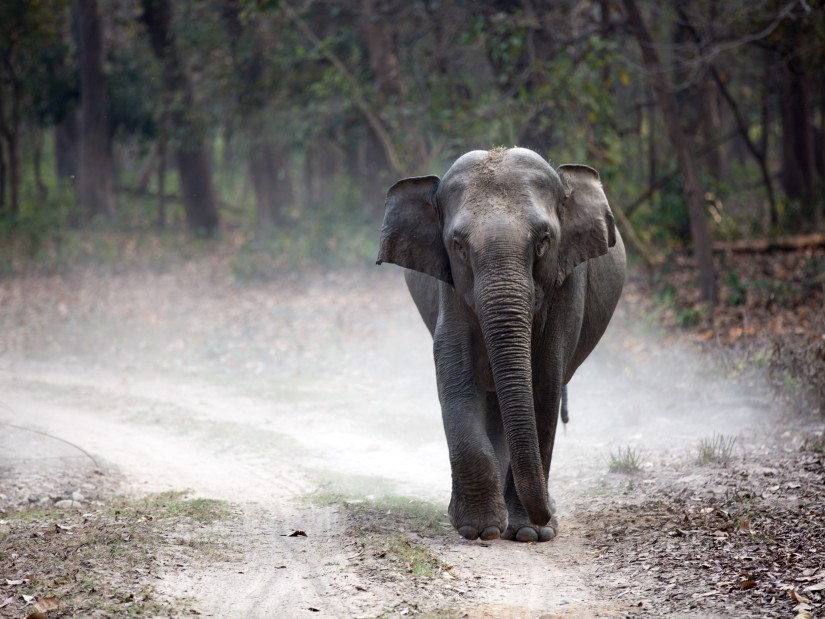 An elephant walks towards us on a white sandy pathway amidst the jungle