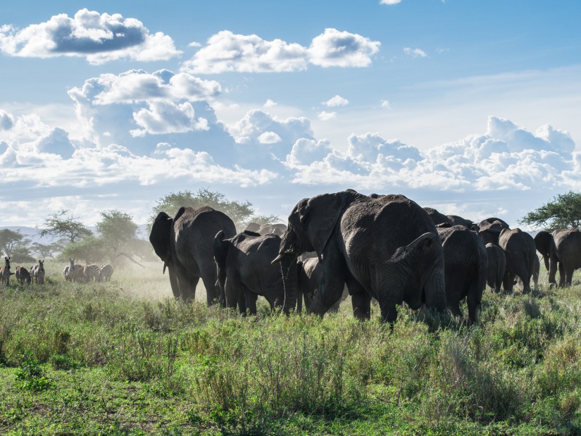 elephant herd in Nilgiri Biosphere Reserve