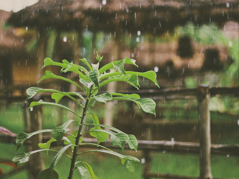 rain falling on leaves