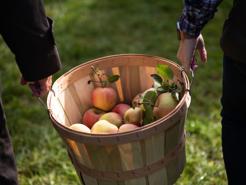 two people carrying a basket of hand-picked apples