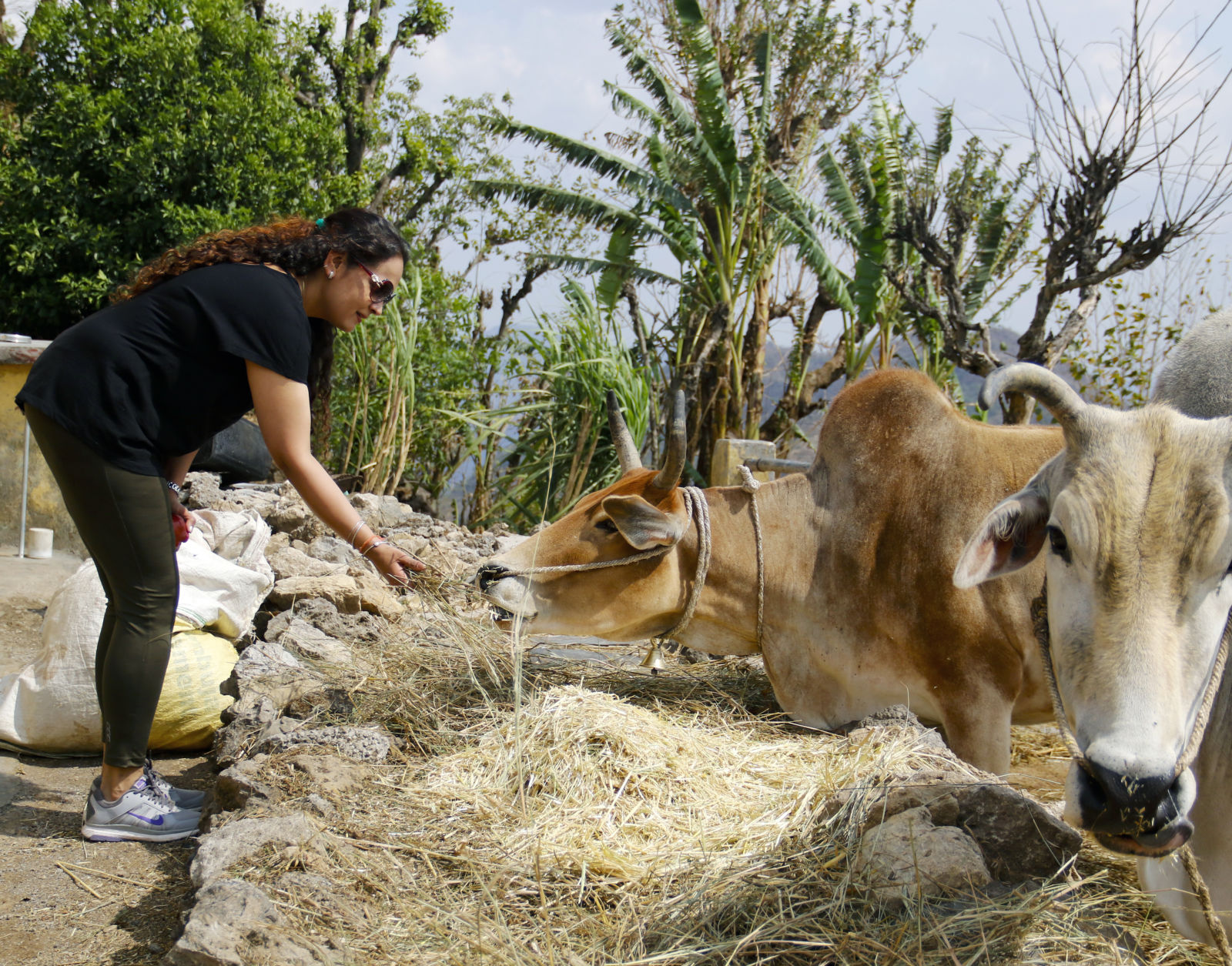 a person feeding a cow