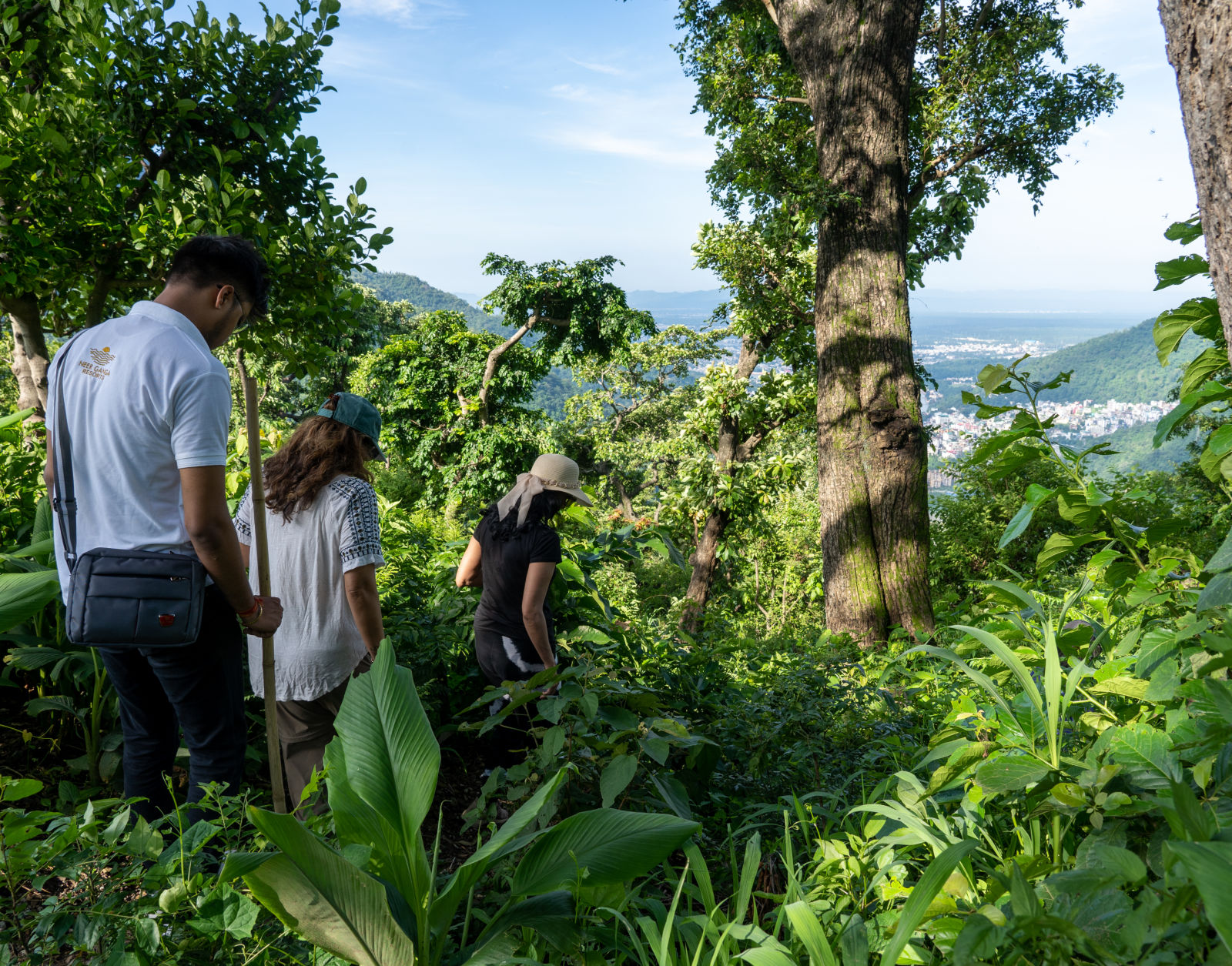 a group of people walking amidst a lush green area