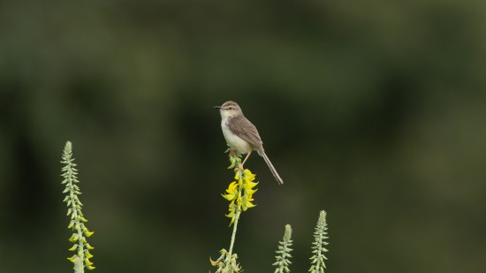 Sparrow sitting on a shrub with flowers