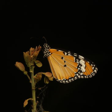 A Closeup of Plain Tiger Butterfly