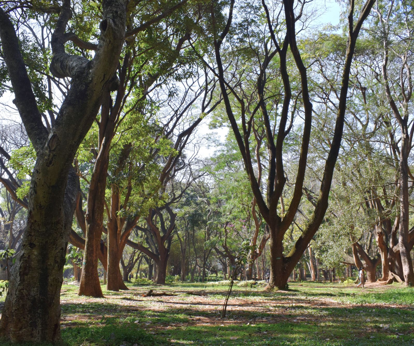 Lush green park with tall trees and expansive lawns.