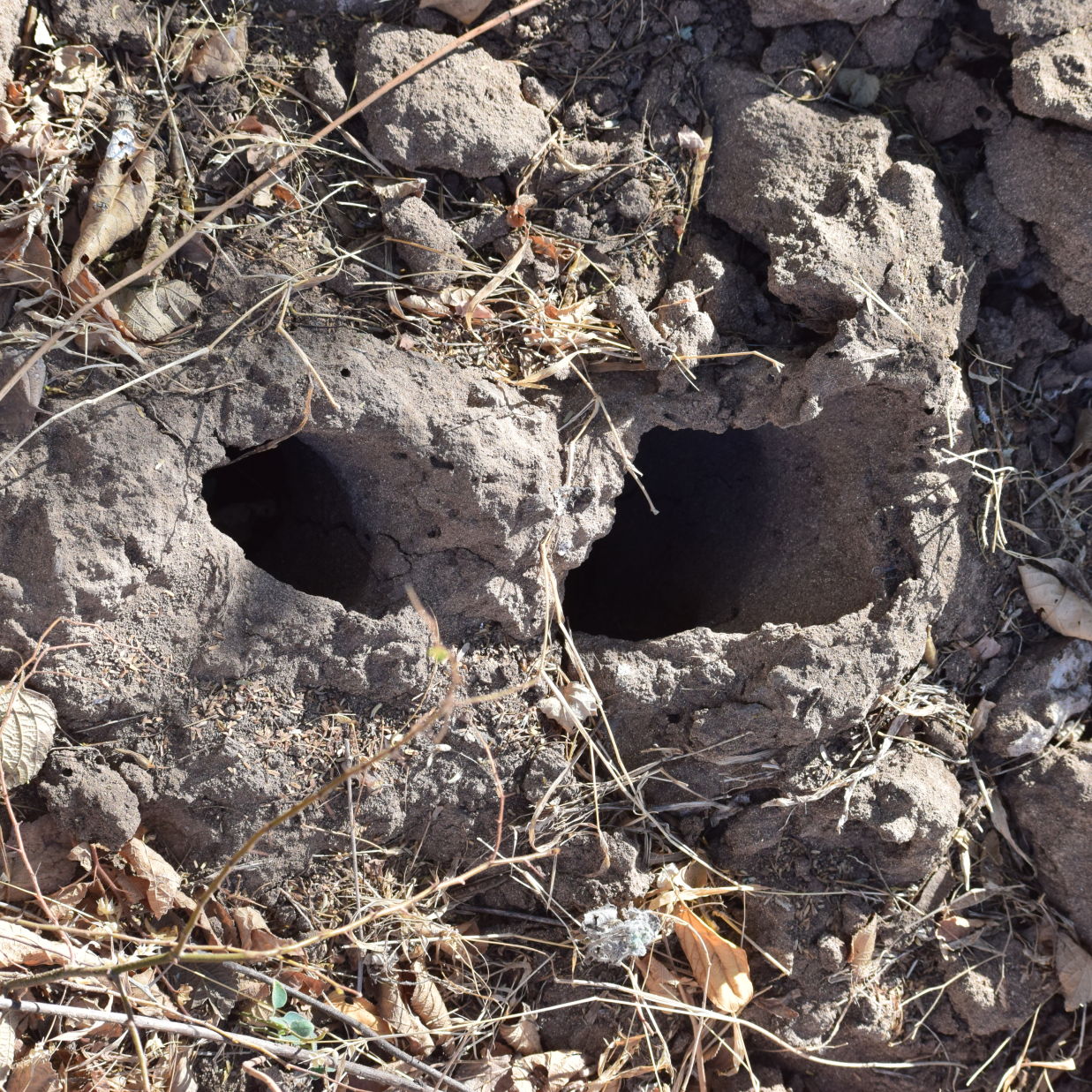 view of a rock with two holes on it