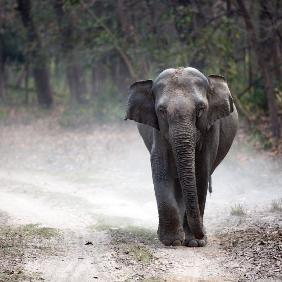 elephant walking at jim corbett national park