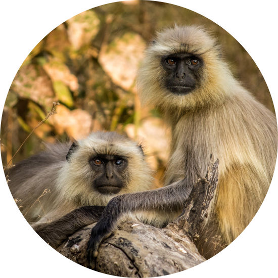 Pair of Langur 1 of 1