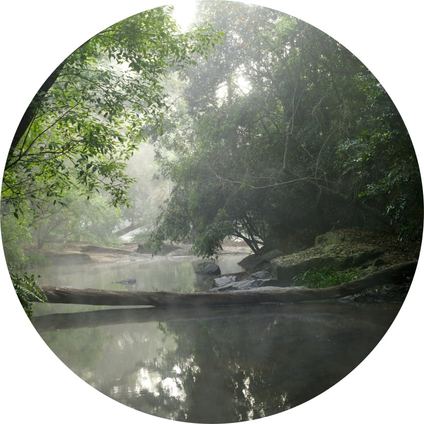 Misty river flowing through a green forest.